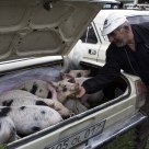 Cattle market